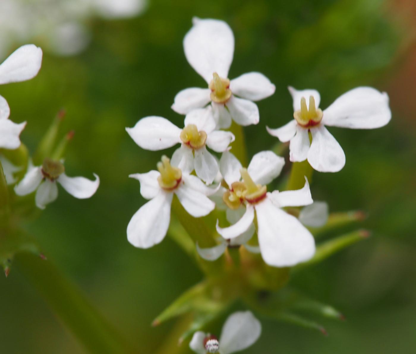 Shepherd's Needle flower